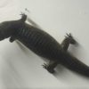 Edgardo Larregui, Caiman