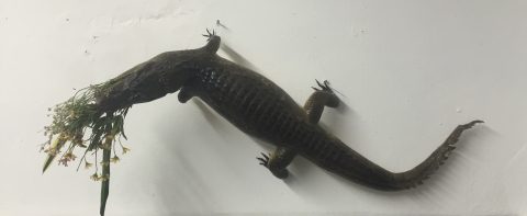 Edgardo Larregui, Caiman
